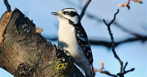 Female Downy Woodpeckers (Identification Guide: Male vs… | Birdfact