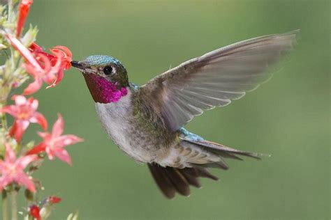 Types of Hummingbirds in North America