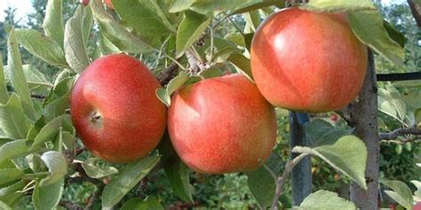 Growing dwarf apple in container | How to grow Apple tree in a ...