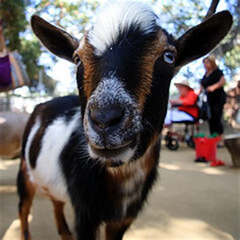 Orange County Zoo, Orange, California | Eyeflare.com