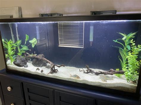 Final Tank Setup | MonsterFishKeepers.com