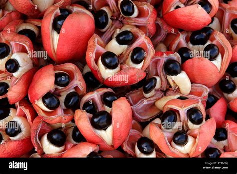 Ackee National Jamaican Fruit at Papine Market Kingston Jamaica Stock ...