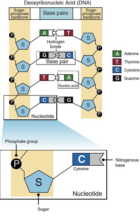 Nucleotide - Genetics Generation