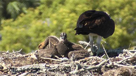 Osprey nesting behaviors part 1 - YouTube