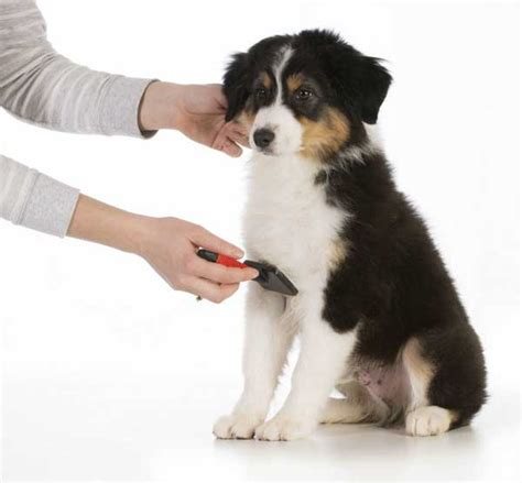 Australian Shepherd Grooming: How to Groom an Australian Shepherd | ALL DOGS WORLD