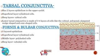 ANATOMY & HISTOLOGY OF CONJUNCTIVA | PPT