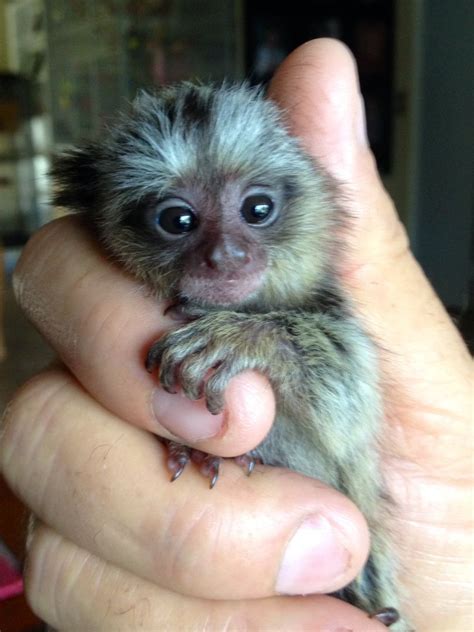 Marmoset Pet Monkey - Care | Price | For Sale - Primates Park