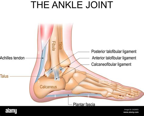 The ankle joint anatomy. Talocrural region or the jumping bone. Part of human body where the ...