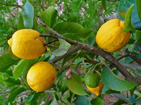 Consejos para tener árboles frutales en macetas espléndidos