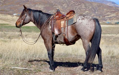 GRULLO HORSE - Google Search | Horses, Animals, Christian girls