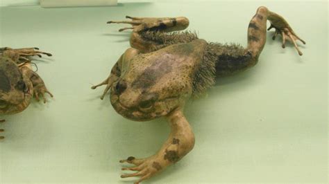 The hairy frog (Trichobatrachus robustus), also known as the horror ...