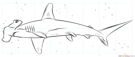 How to draw a hammerhead shark | Step by step Drawing tutorials
