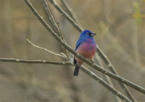 Passerina rositae | Passerina rositae, Rose-bellied Bunting,… | Flickr