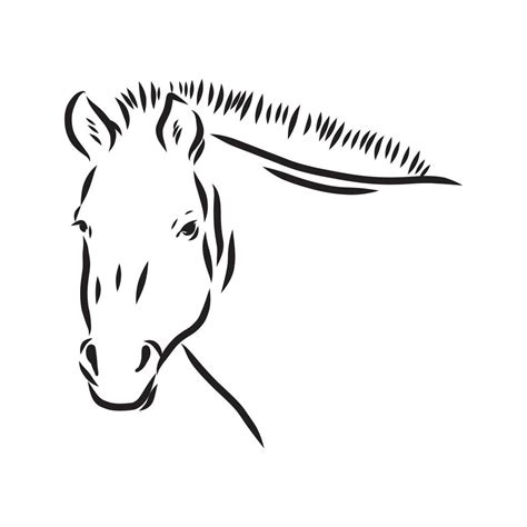 przewalski's horse vector sketch 7307462 Vector Art at Vecteezy