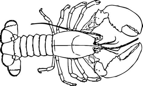 Outline Of Lobster - ClipArt Best