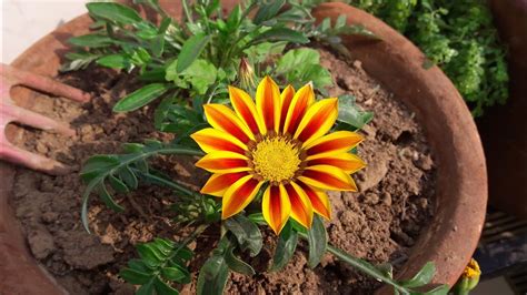 How to Grow and Care Gazania Plant || Care of Gazania Plant – Gardening Videos