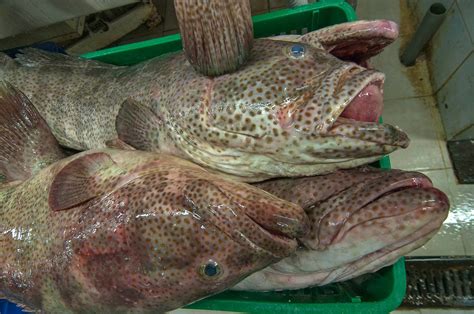 Types ofgrouper fish wholesale available in the market