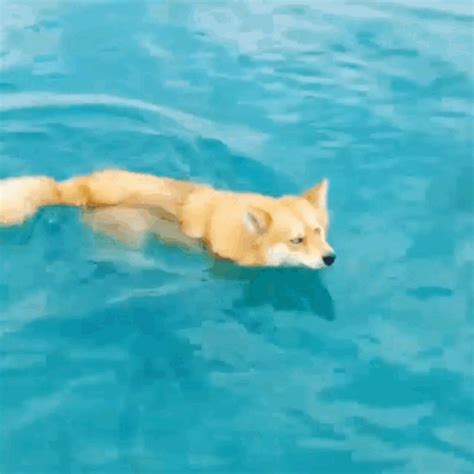 And swimming. | Pet fox, Pomeranian puppy, Pomeranian husky