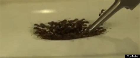 Fire Ant Raft: Insects Link To Form Living, Unsinkable Boat (VIDEO)