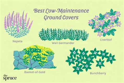 Names Of Ground Cover Plants