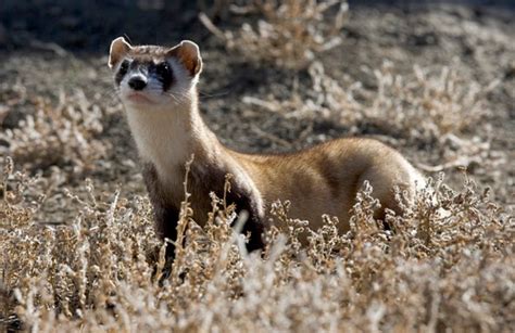 Black-footed Ferret - Nature Canada