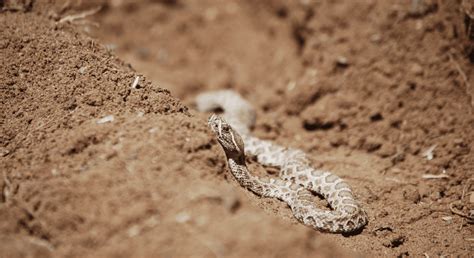 7 Incredible Baby Rattlesnake Facts Everyone Should Know - Animal Corner