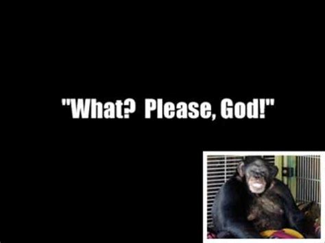 Chimp Attack 911 Call Travis The Chimpanzee