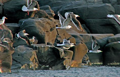 gulls - kunashir island (kuril island chain) | gull at Kunas… | Flickr