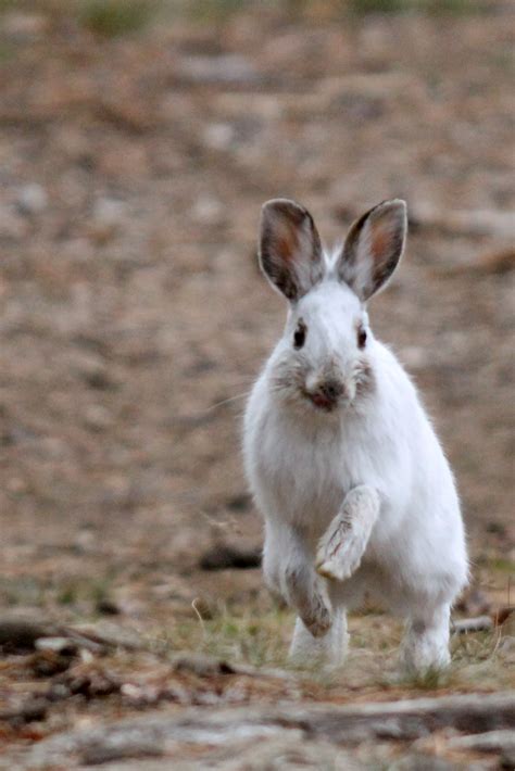 Snowshoe Hare | MyNature Apps