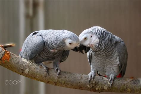 How to Train an African Grey Parrot Not to Bite - Featherland Bird Cage