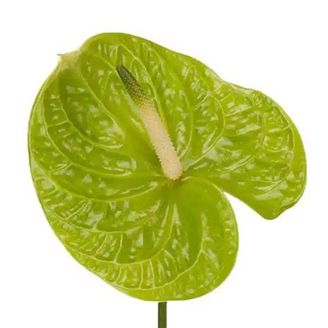 Green Anthurium Flower - buy wholesale flowers - JR Roses