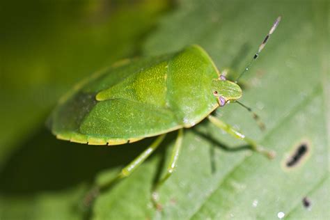 Minnesota Seasons - green stink bug