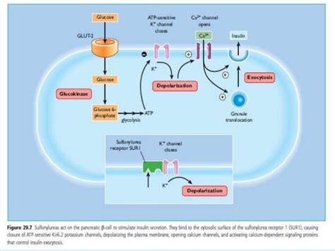 Gliclazide Mechanism Of Action - Glipizide Mechanism Of Action Youtube / Sulfonylureas lower ...