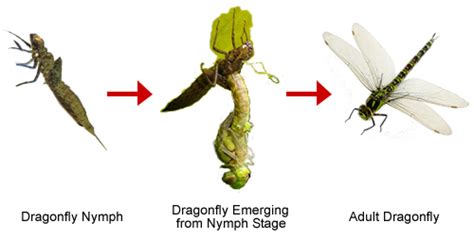 Biology - The Dragonfly in Japanese Culture