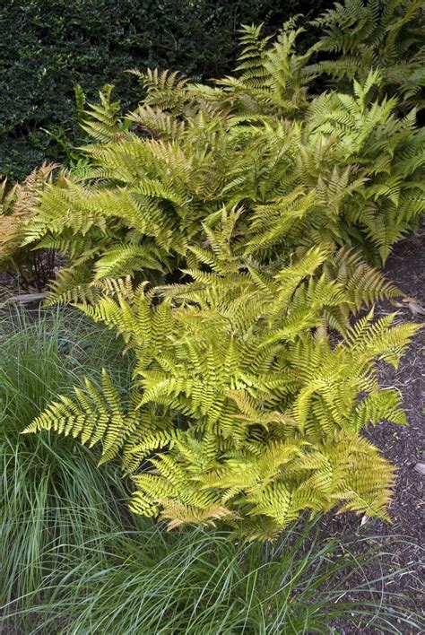 Hardy Fern Varieties (20+ Perennial Ferns That Will Survive The Winter ...