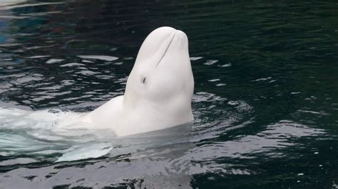 What Do Beluga Whales Eat - Beluga Whale Diet Facts - SciQuest