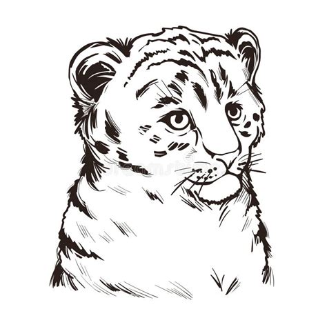 Tigon Baby Tabby Animal Vector Portrait Isolated Sketch T-shirt Print, Monochrome. Animalistic ...