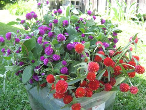 Flower Seed GOMPHRENA MIXED - Globe Amaranth - Globe Flower - Pack of ...