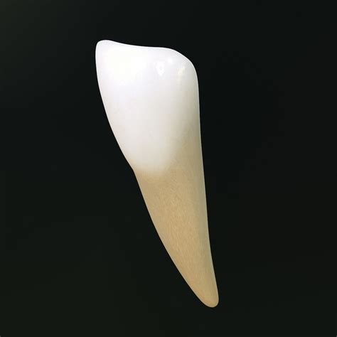 tooth lower central incisor 3d model