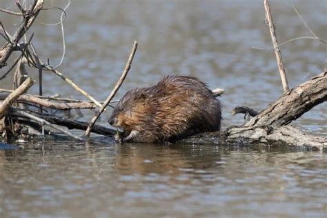 Muskrat Pictures - AZ Animals