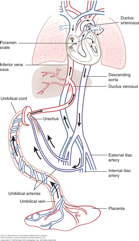 Umbilical Artery