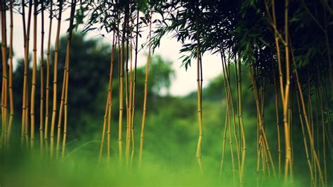 Download Nature Bamboo HD Wallpaper