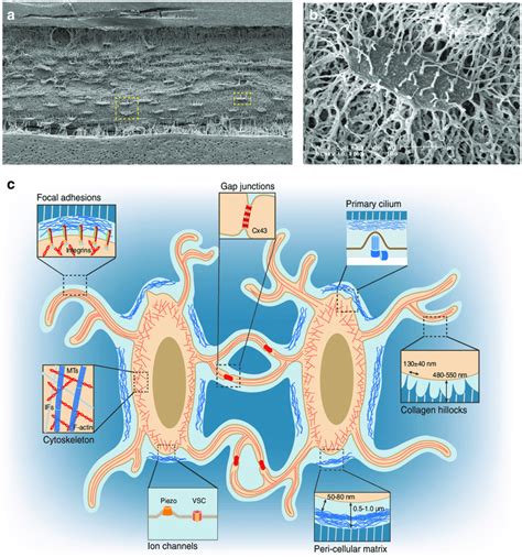 Osteocytes in the LCS of the bone environment. a SEM image of... | Download Scientific Diagram