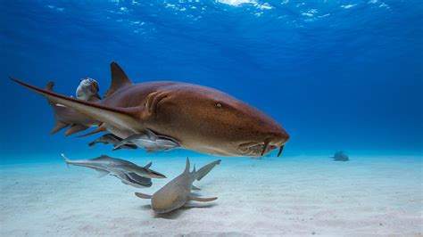 Nurse Sharks Return to the Same Spot for Decades to Breed » Explorersweb