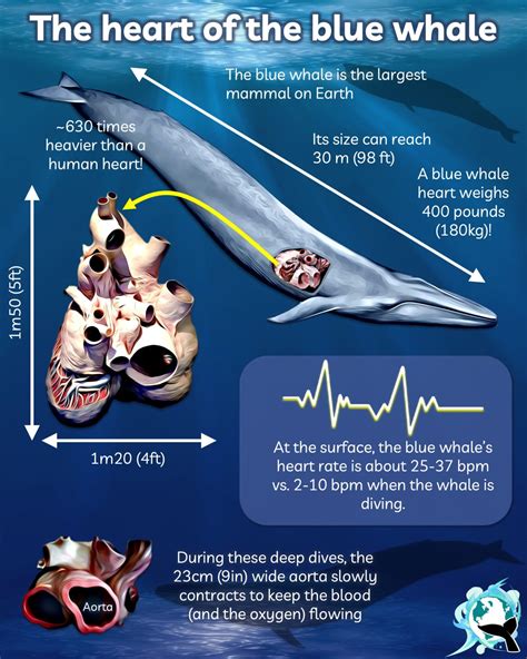 The largest heart in the animal kingdom belongs to the blue whale