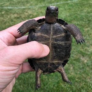 Baby Aldabra tortoise for sale | baby Aldabra tortoises for sale ...