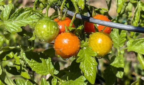 Tomato plant care: Gardeners' 'top mistakes' when caring for tomatoes ...