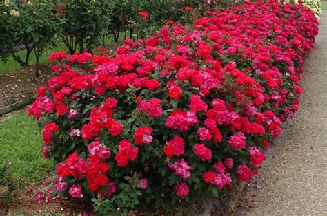 13 Reasons Why Knockout Roses Make the Greatest Landscaping Plant ...