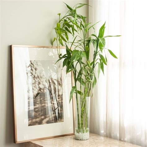 9 Best Feng Shui Houseplants for Good Vibes | Lucky bamboo plants ...