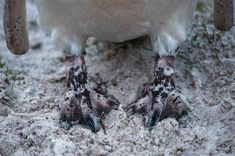 Penguin Feet | Sean Crane Photography